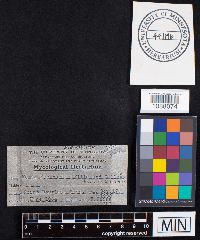 Fomes everhartii image