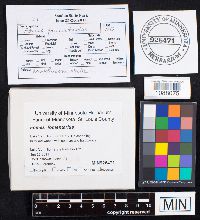 Fomes fomentarius image