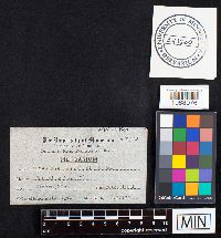 Fomes everhartii image