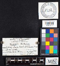 Fomes everhartii image