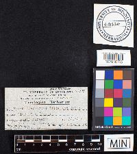 Fomes everhartii image