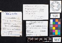 Fomes fomentarius image