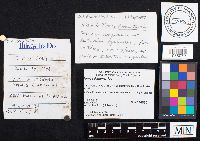 Fomes fomentarius image