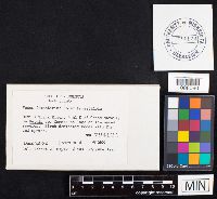 Fomes fomentarius image