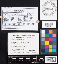 Fomes fomentarius image