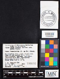 Fomes fomentarius image