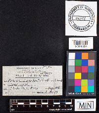 Fomes everhartii image