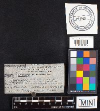 Fomes everhartii image