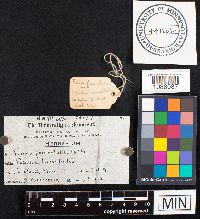 Fomes fomentarius image