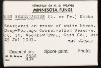 Fomes fomentarius image