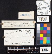 Fomes fomentarius image