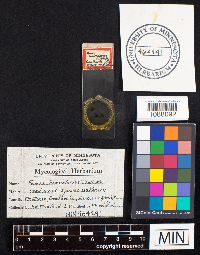 Fomes fomentarius image