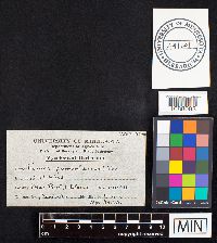 Fomes fomentarius image