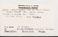 Fomes fomentarius image