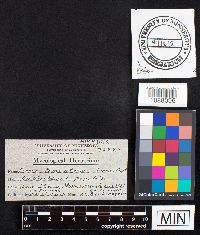 Fomes fomentarius image