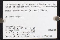 Fomes fomentarius image