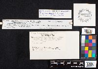 Fomes fomentarius image