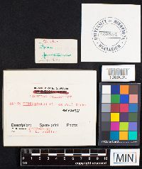 Fomes fomentarius image