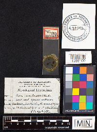 Fomes fomentarius image