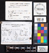 Fomes fomentarius image