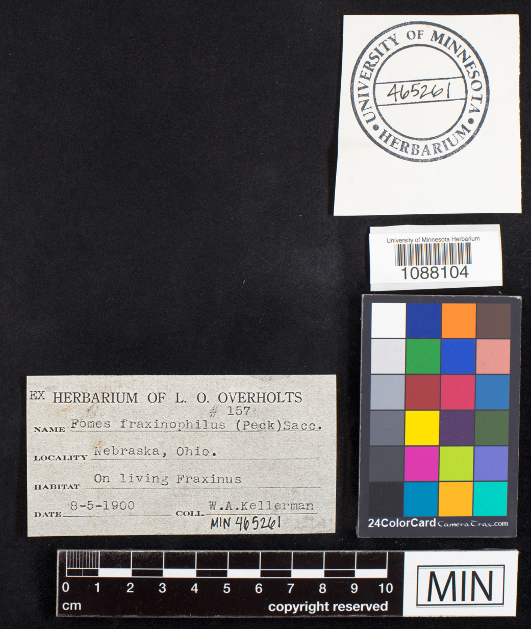 Fomes fraxinophilus image