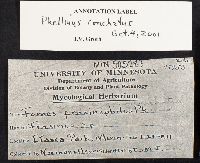 Fomes fraxinophilus image