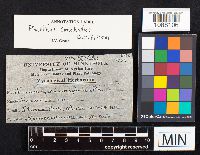 Fomes fraxinophilus image