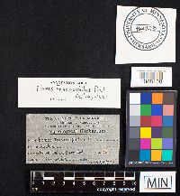 Fomes fraxinophilus image