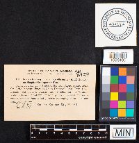 Fomes fraxinophilus image