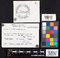 Fomes fomentarius image