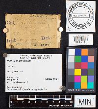 Fomes fasciatus image