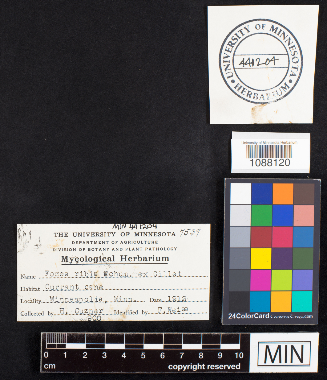 Phylloporia ribis image