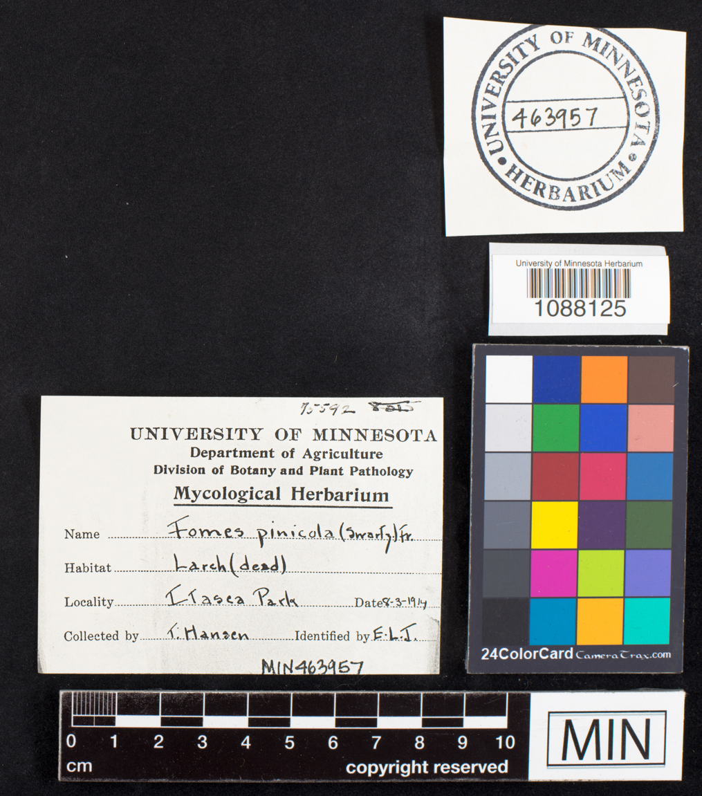 Fomes pinicola image