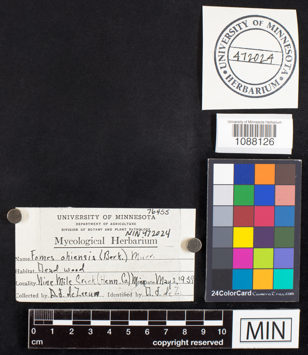 Fomes ohiensis image