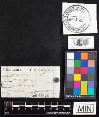 Fomes ohiensis image