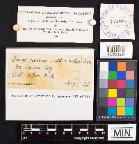 Fomitopsis rosea image