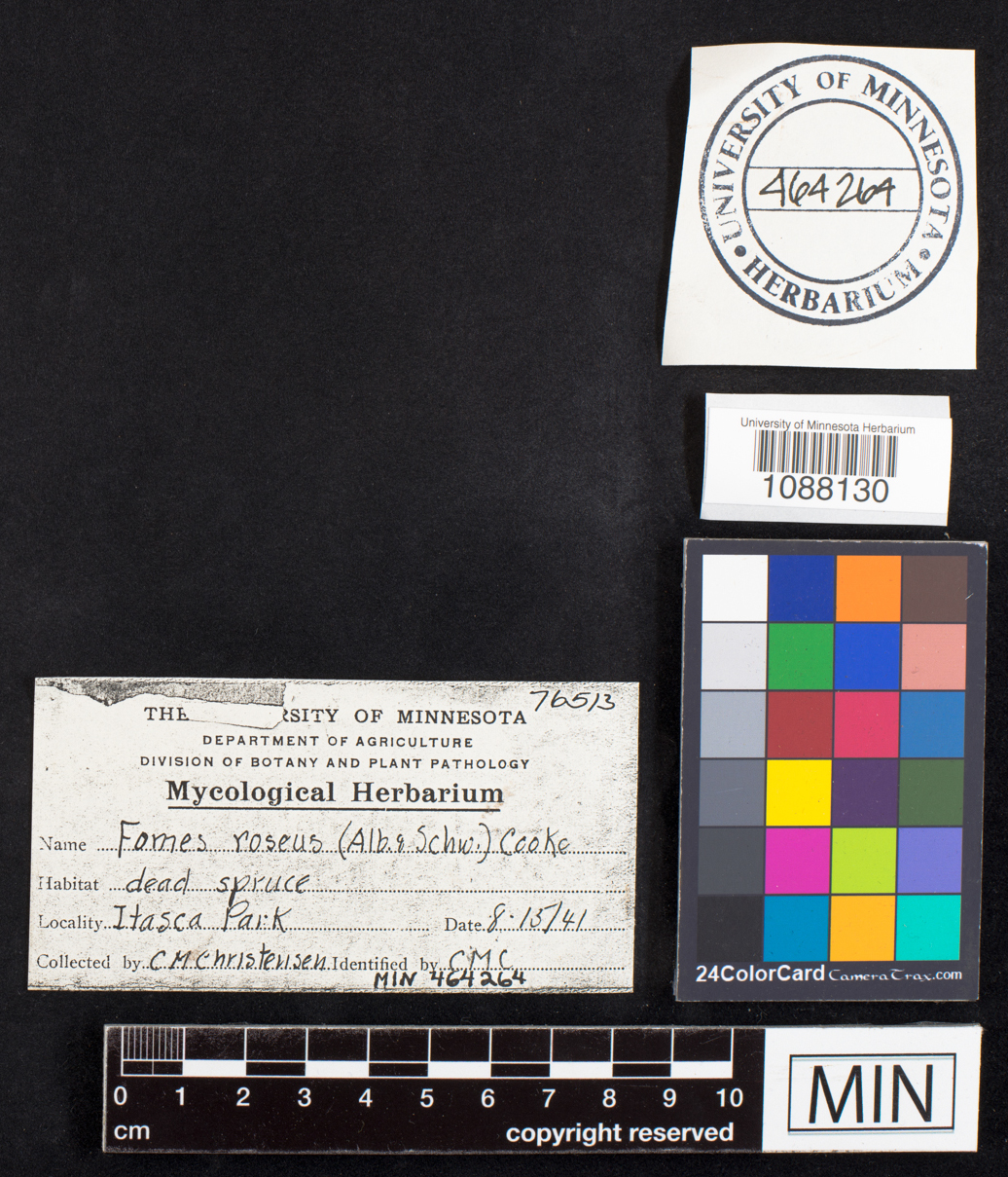 Fomitopsis rosea image