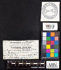 Fomitopsis rosea image