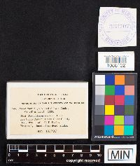 Fomitopsis rosea image