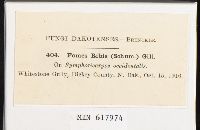 Phylloporia ribis image