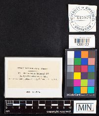 Phylloporia ribis image