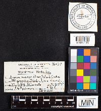 Fomitopsis rosea image