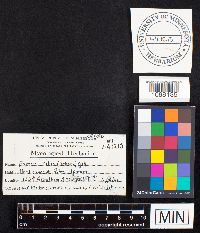 Phylloporia ribis image