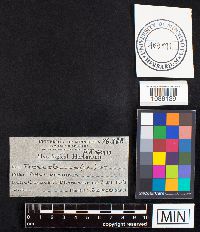 Fomes pinicola image