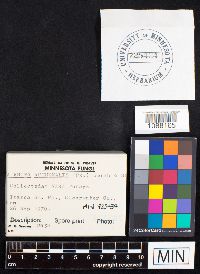 Galerina marginata image