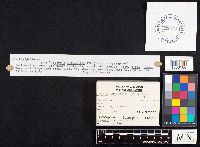 Galerina marginata image