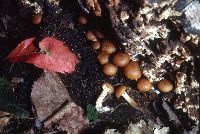 Galerina marginata image