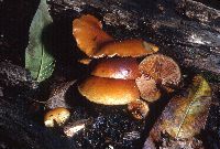 Galerina marginata image