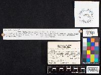 Galerina marginata image