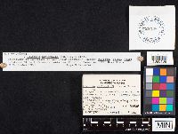 Galerina marginata image